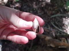 Euglandina rosea