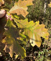 Quercus bicolor