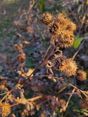 Arctium minus