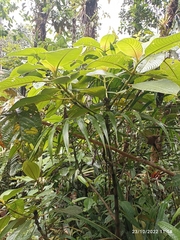 Rubiaceae
