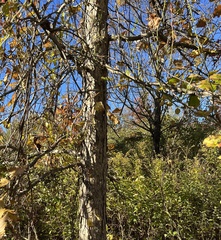 Quercus bicolor