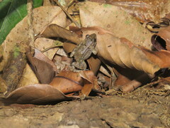 Leptodactylus leptodactyloides