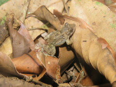 Leptodactylus leptodactyloides