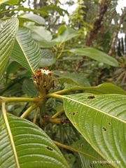 Rubiaceae
