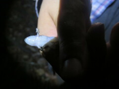 Leptodactylus leptodactyloides