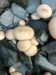 Apioperdon pyriforme