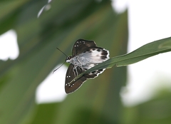 Tagiades menaka