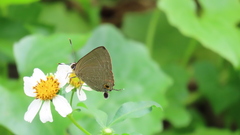 Deudorix epijarbas menesicles