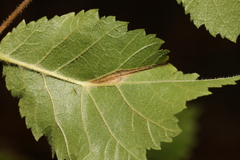 Phyllonorycter tristrigella