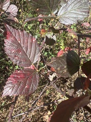 Rubus armeniacus