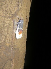 Poiocerinae