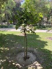 Peumus boldus