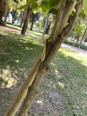 Peumus boldus