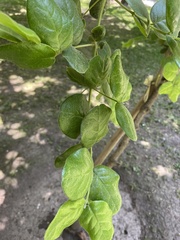 Peumus boldus
