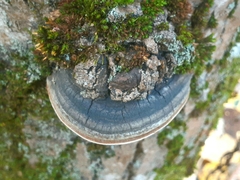 Phellinus tremulae