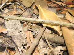 Leptodactylus leptodactyloides