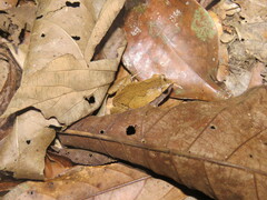 Hamptophryne boliviana