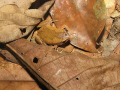 Hamptophryne boliviana