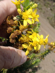 Euryops tysonii