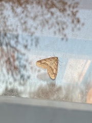 Erannis tiliaria