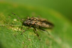 Nysius
