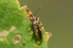 Nysius