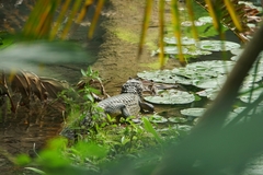 Caiman crocodilus fuscus