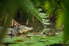 Caiman crocodilus fuscus