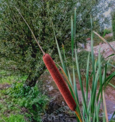 Typha angustifolia