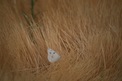 Pontia occidentalis
