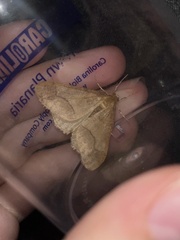 Erannis tiliaria