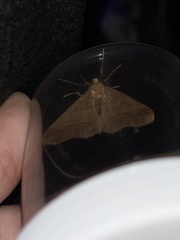 Erannis tiliaria