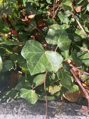 Hedera