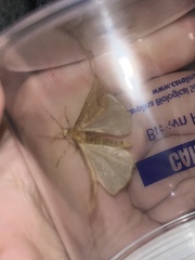 Erannis tiliaria