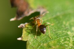 Lasius brunneus