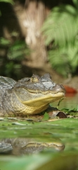 Caiman crocodilus fuscus