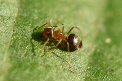 Lasius brunneus