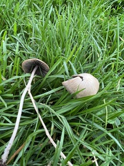 Conocybe apala