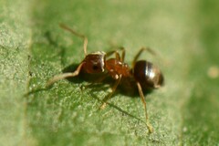 Lasius brunneus