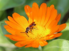 Sphecodogastra