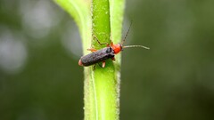 Cantharis pellucida