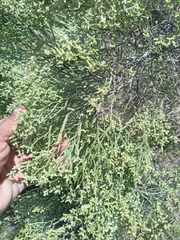 Baccharis articulata