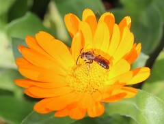 Sphecodogastra
