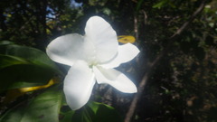 Pachypodium decaryi image