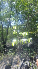 Pachypodium decaryi image