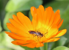 Sphecodogastra