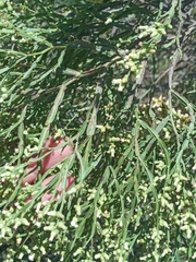 Baccharis articulata