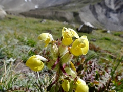 Pedicularis bicornuta