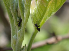 Crematogaster liengmei weitzeckeri