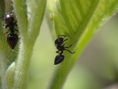 Crematogaster liengmei weitzeckeri